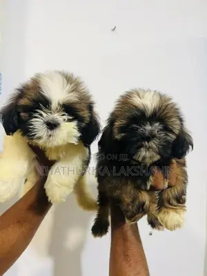 Shih Tzu Puppies
