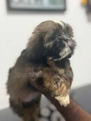 Shih Tzu Puppies