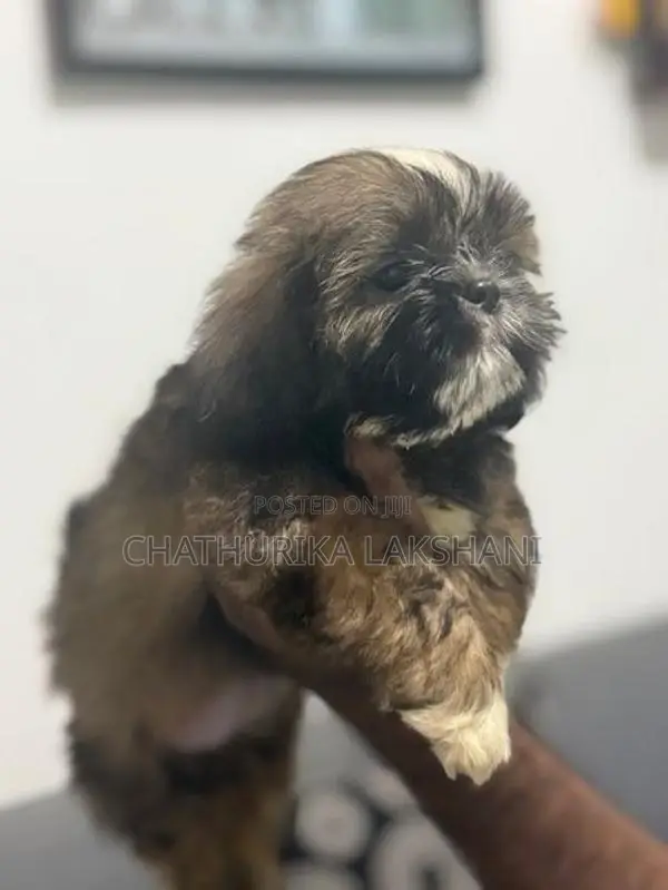 Shih Tzu Puppies
