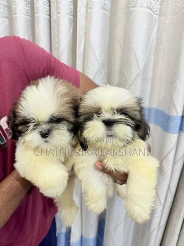 Shih Tzu Puppies