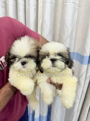 Shih Tzu Puppies