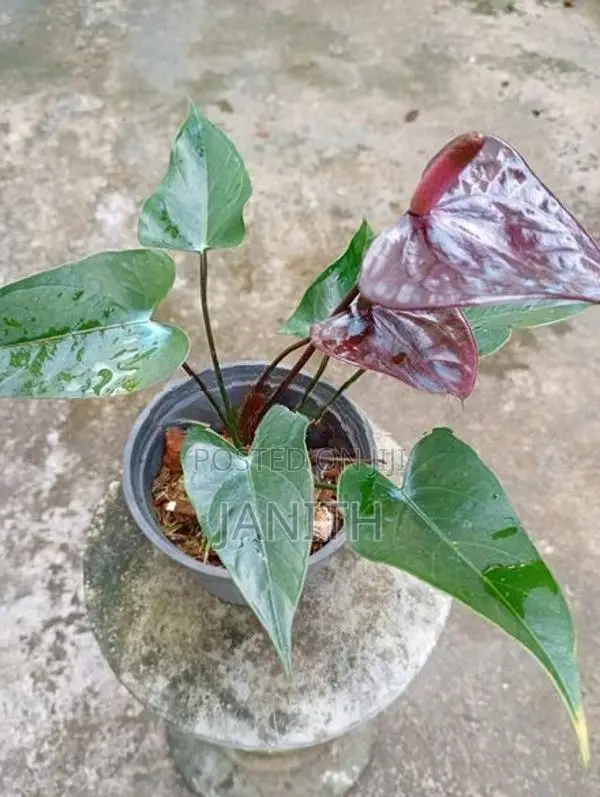 Anthurium Plants