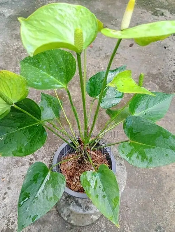Anthurium Plants
