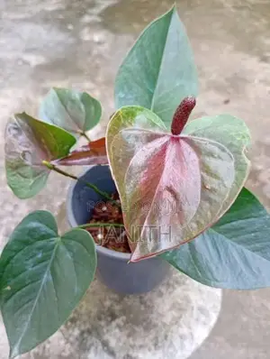 Anthurium Plants