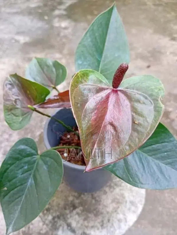 Anthurium Plants