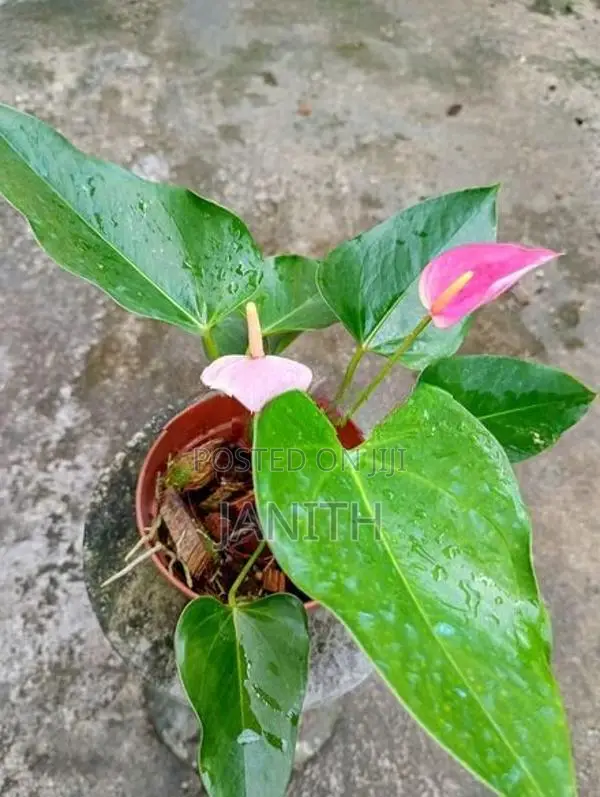 Anthurium Plants