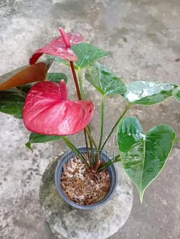 Anthurium Plants