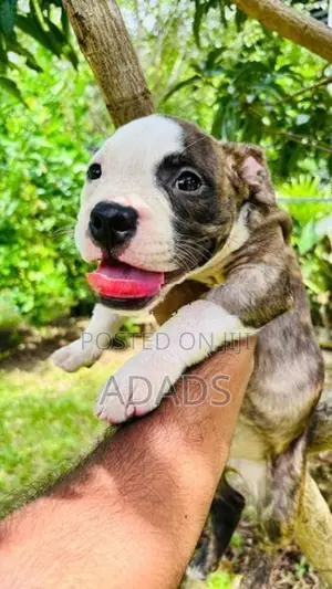 Brindle American Bully Puppies
