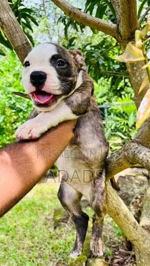 Brindle American Bully Puppies