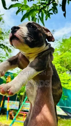 Brindle American Bully Puppies