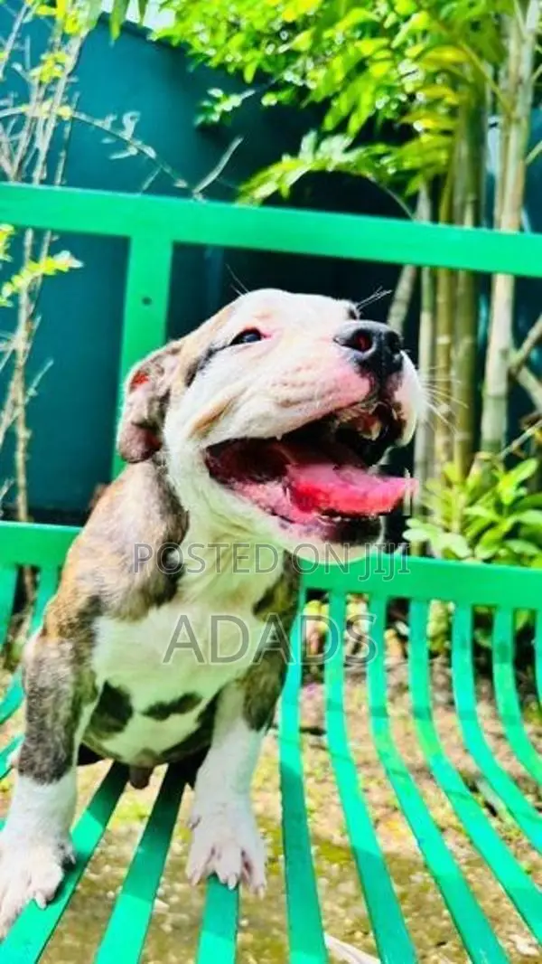 Brindle American Bully Puppies