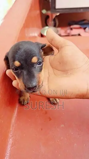 Dachshund Puppys