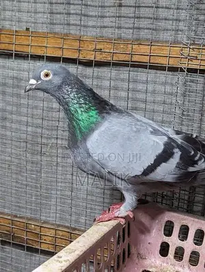 Pigeons