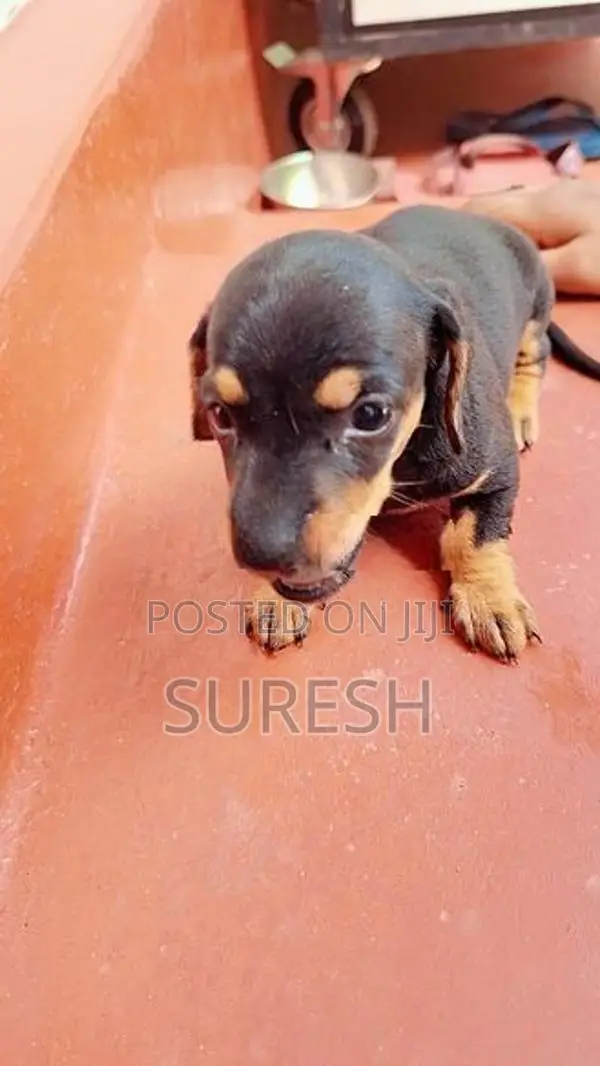 Dachshund Puppys