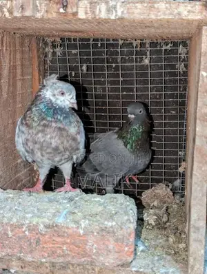 Pigeons