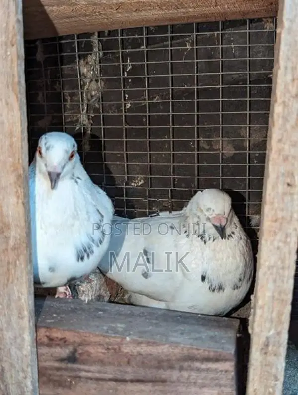 Pigeons