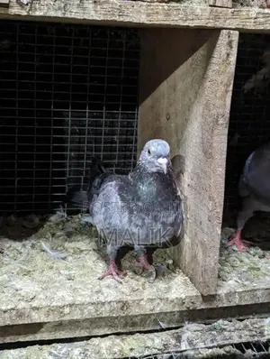 Pigeons