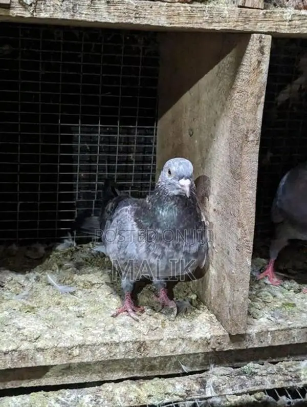 Pigeons