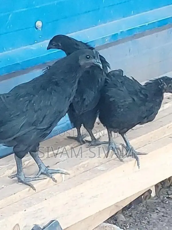 Kadaknath Chicken