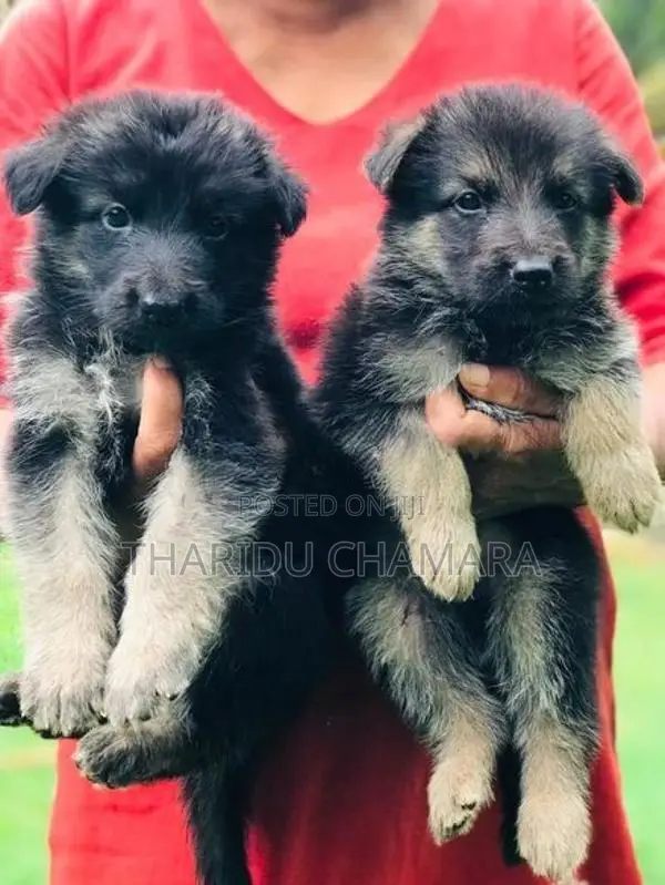German Shepherd Puppies