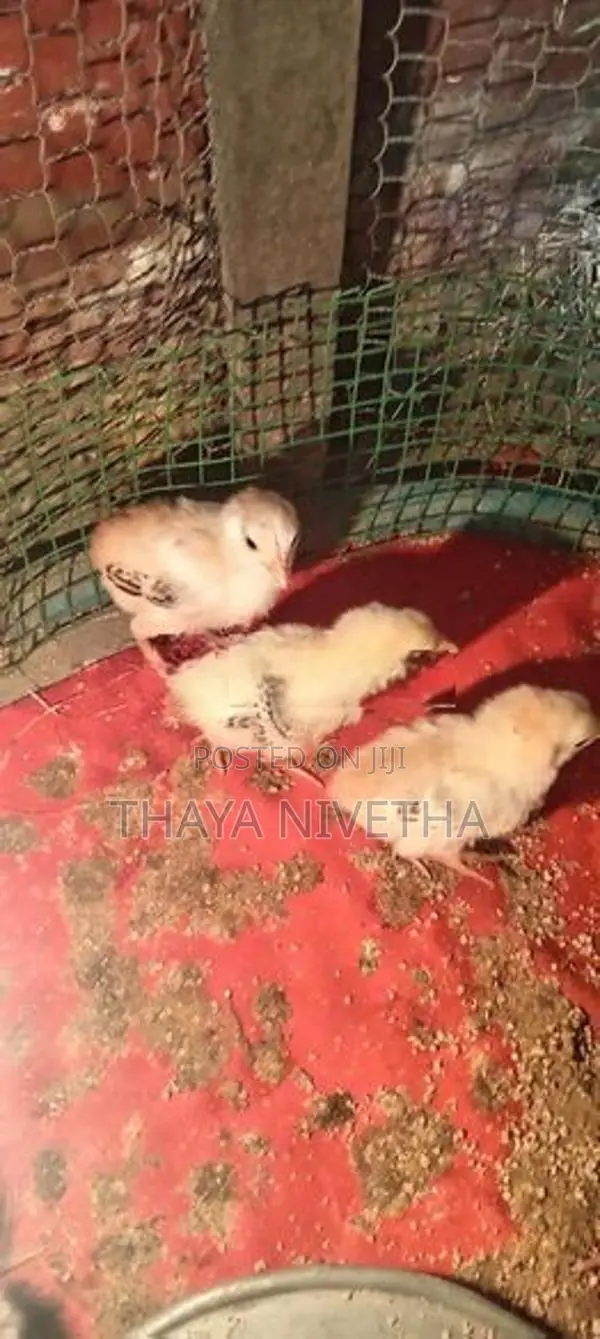 Farm Chicks