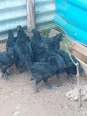 Kadaknath Chicken