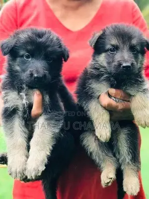 German Shepherd Puppies