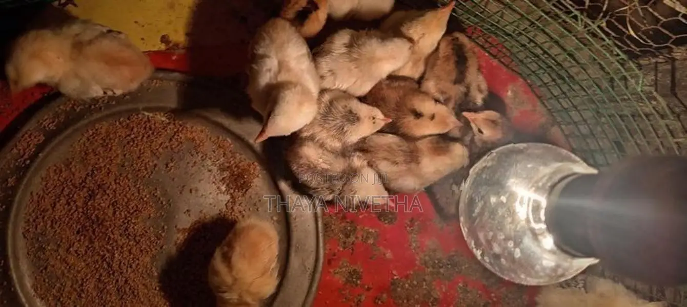 Farm Chicks