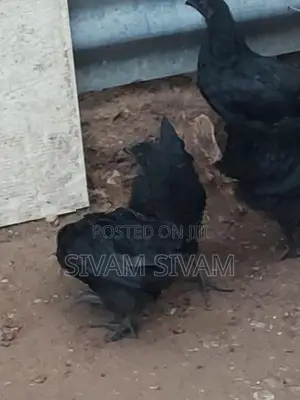 Kadaknath Chicken