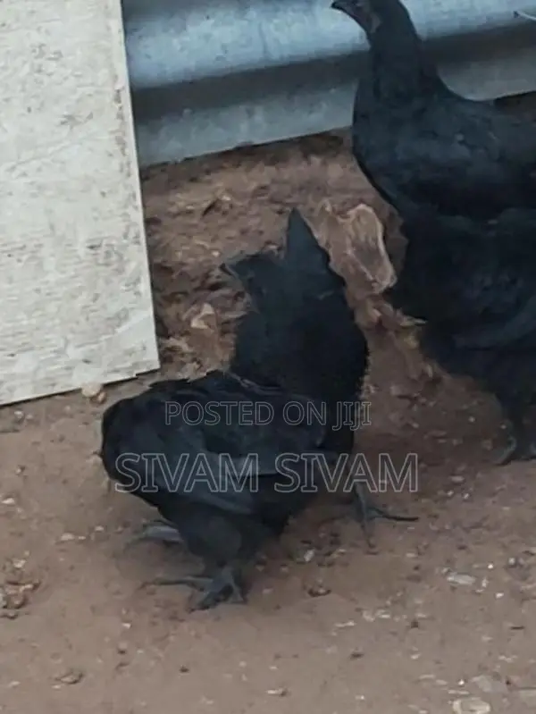 Kadaknath Chicken