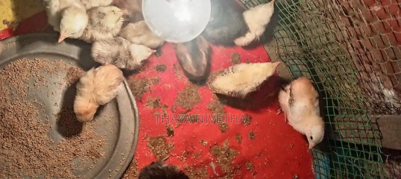 Farm Chicks