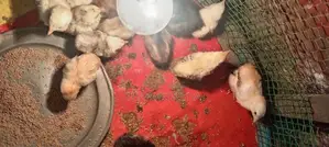 Farm Chicks