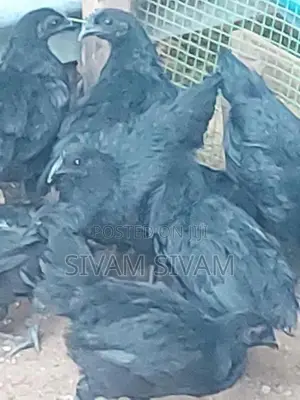 Kadaknath Chicken