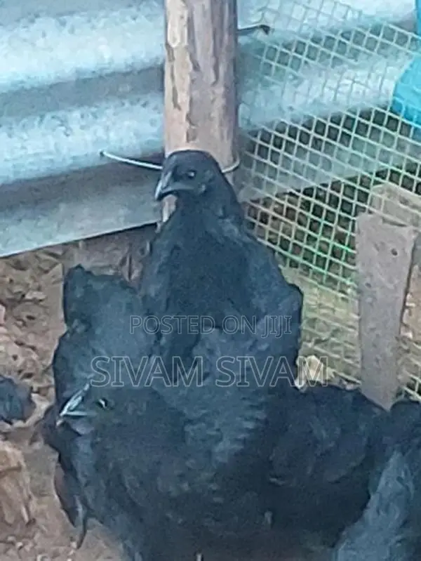Kadaknath Chicken