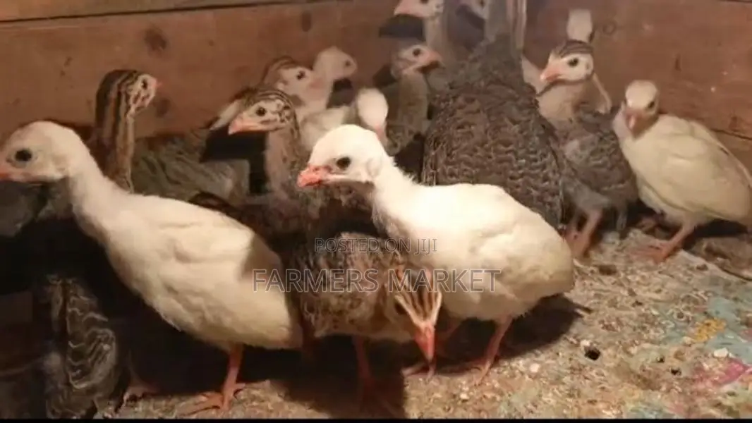 ගිණි කුකුල් පැටවුන්