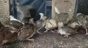වටුවන්