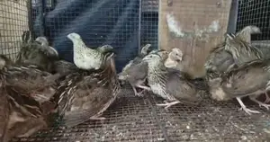 වටුවන්