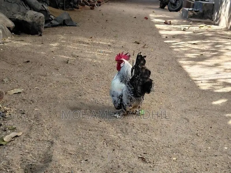 Bantam Chicks