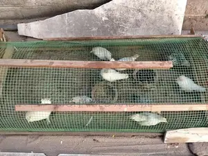 Bantam Chicks