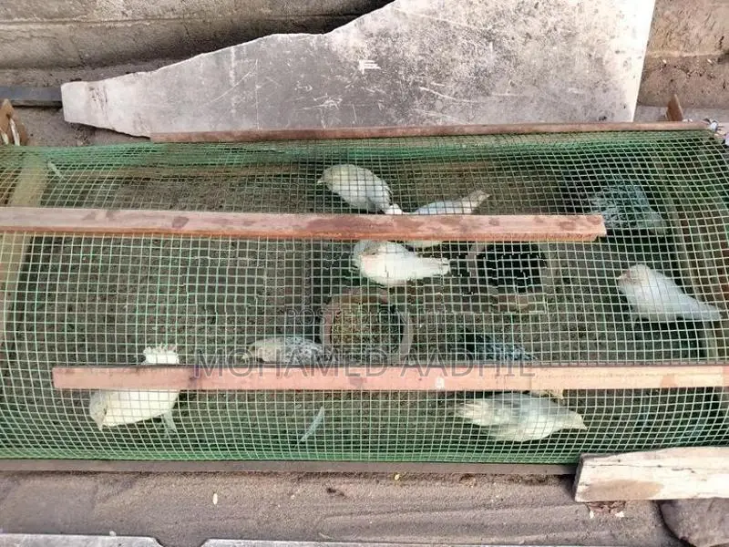 Bantam Chicks