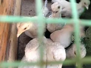 Bantam Chicks