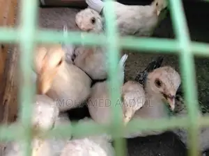 Bantam Chicks