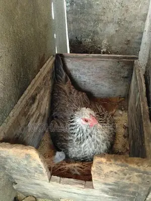 Bantam Chicks