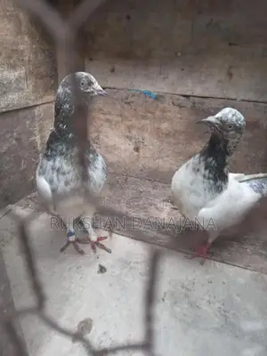 පරවියන්