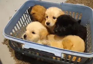 Terrier Puppies