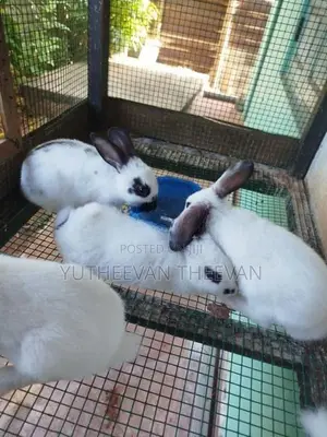 Rabbit