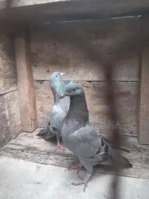 පරවියන්