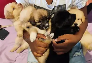 Terrier Puppies