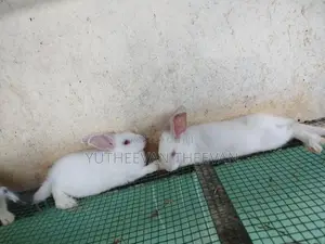 Rabbit