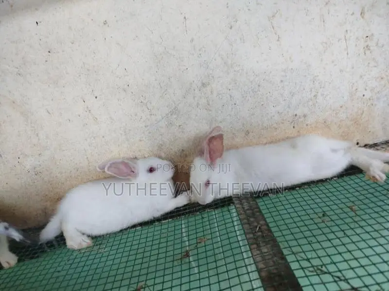 Rabbit
